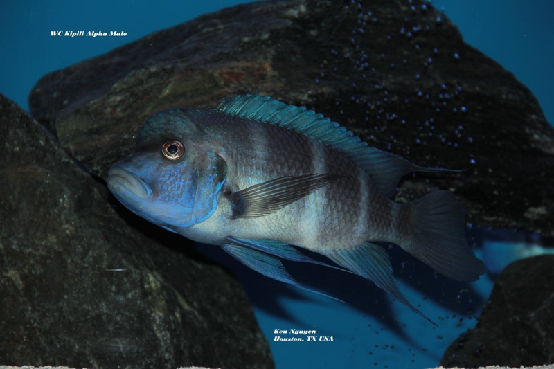 Cyphotilapia gibberosa 'Kipili'